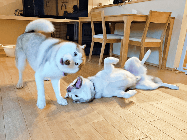 面白い顔の動物を貼るトピ