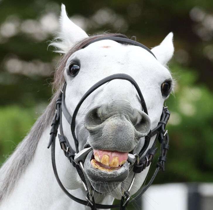 面白い顔の動物を貼るトピ