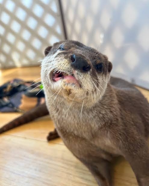 面白い顔の動物を貼るトピ