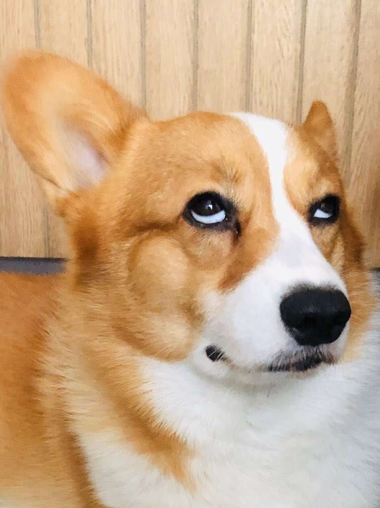 面白い顔の動物を貼るトピ