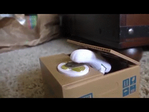 面白い顔の動物を貼るトピ