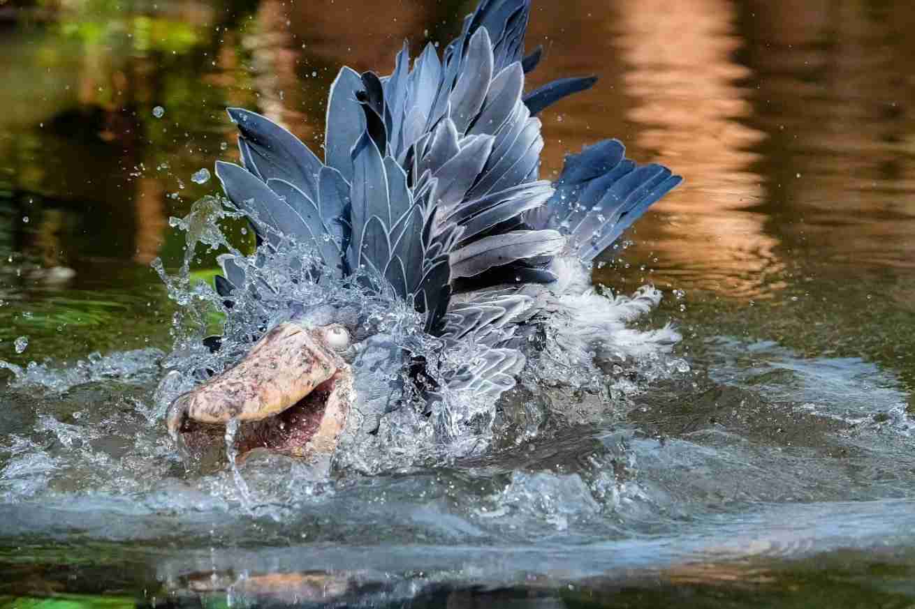 面白い顔の動物を貼るトピ