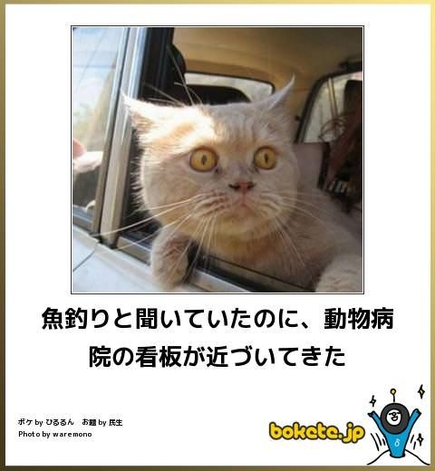面白い顔の動物を貼るトピ