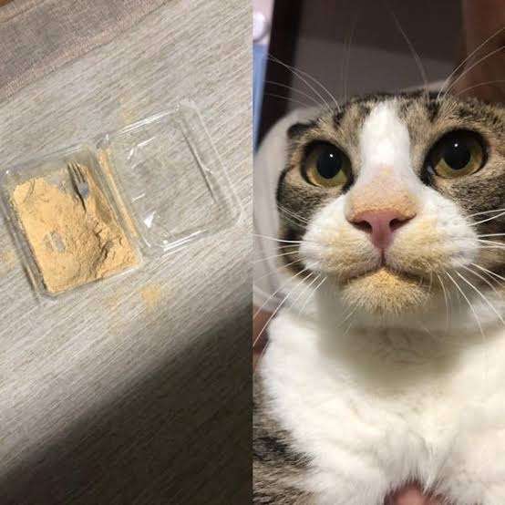 面白い顔の動物を貼るトピ