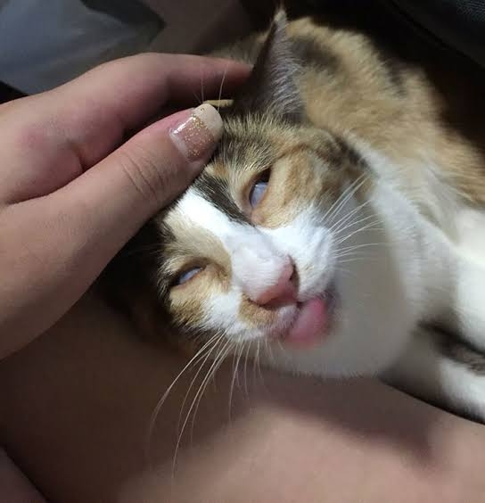 面白い顔の動物を貼るトピ