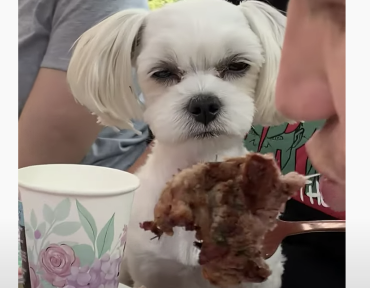 面白い顔の動物を貼るトピ