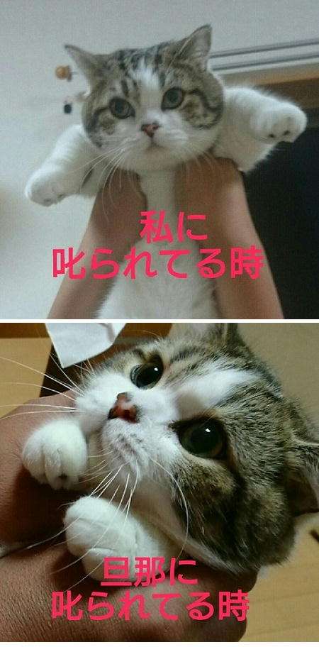 面白い顔の動物を貼るトピ