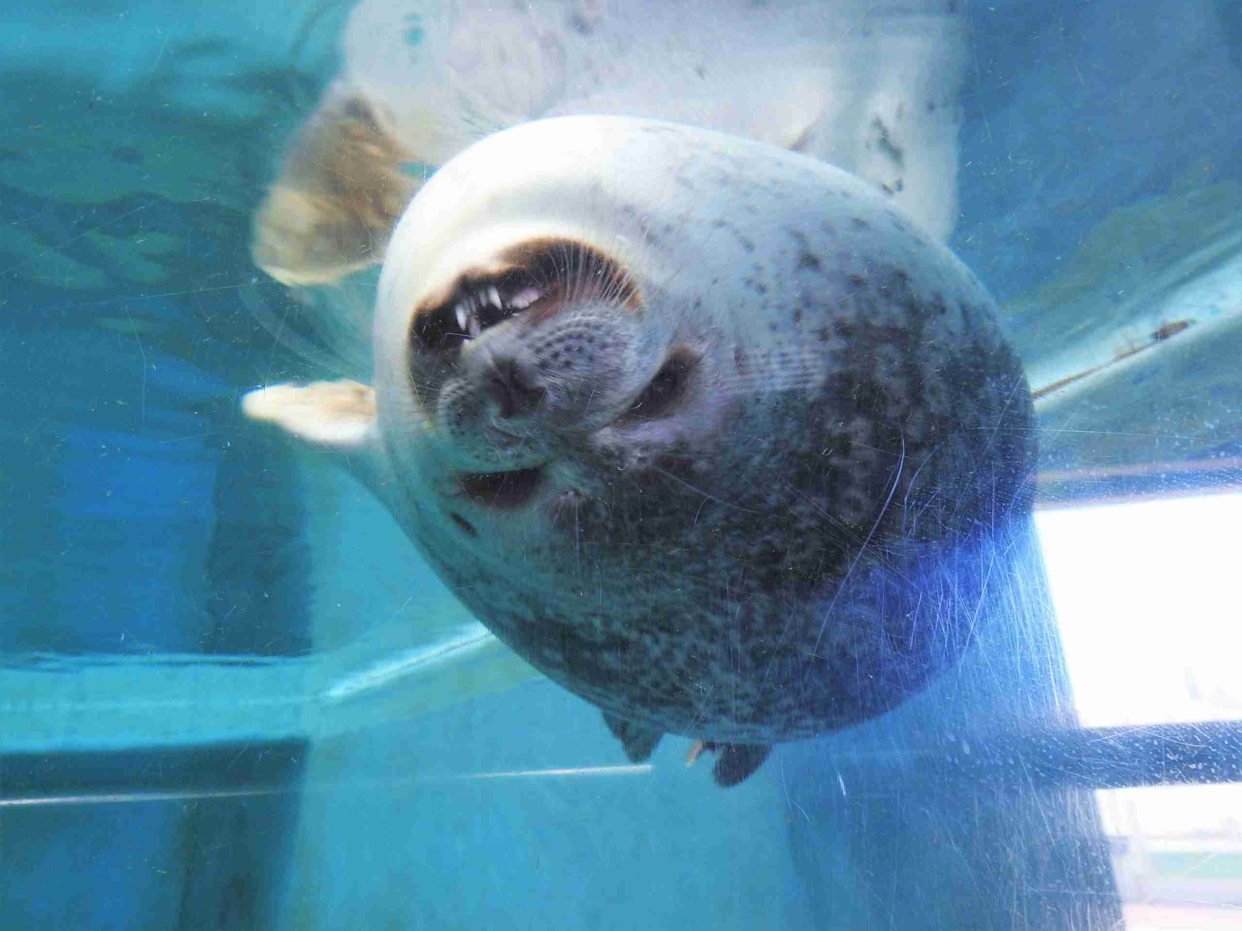 面白い顔の動物を貼るトピ