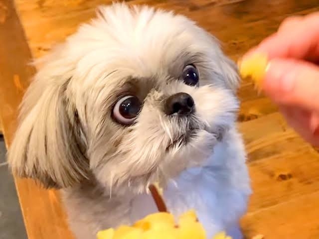 面白い顔の動物を貼るトピ