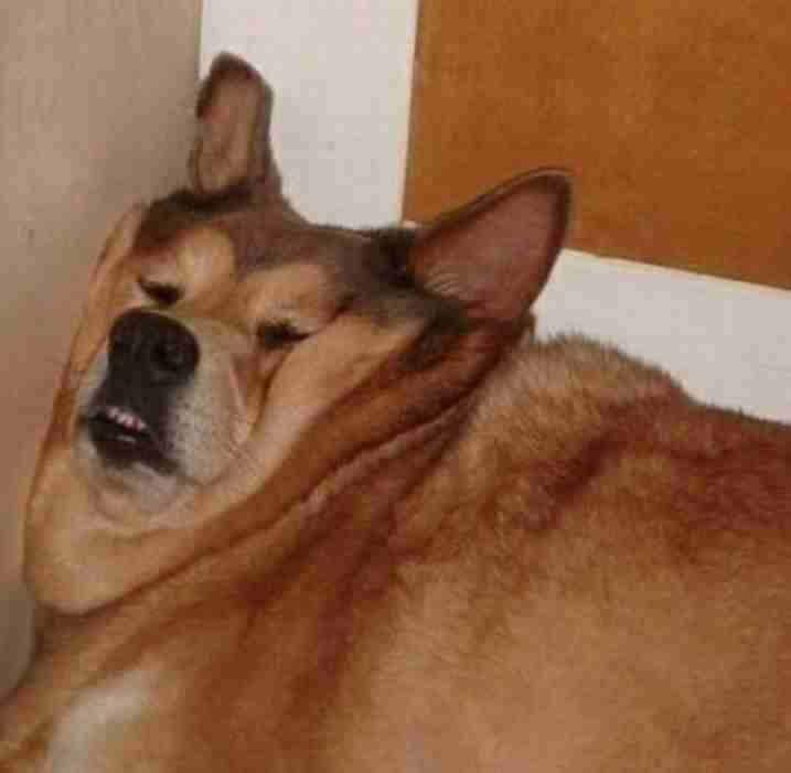 面白い顔の動物を貼るトピ