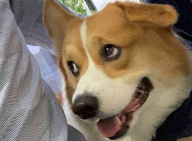 面白い顔の動物を貼るトピ