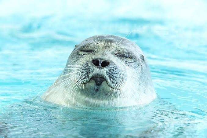 面白い顔の動物を貼るトピ