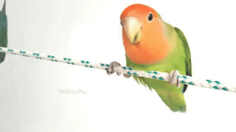 面白い顔の動物を貼るトピ