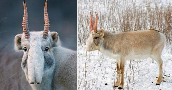 面白い顔の動物を貼るトピ
