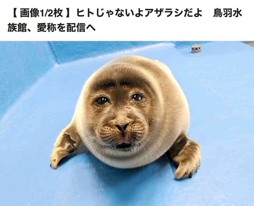 面白い顔の動物を貼るトピ