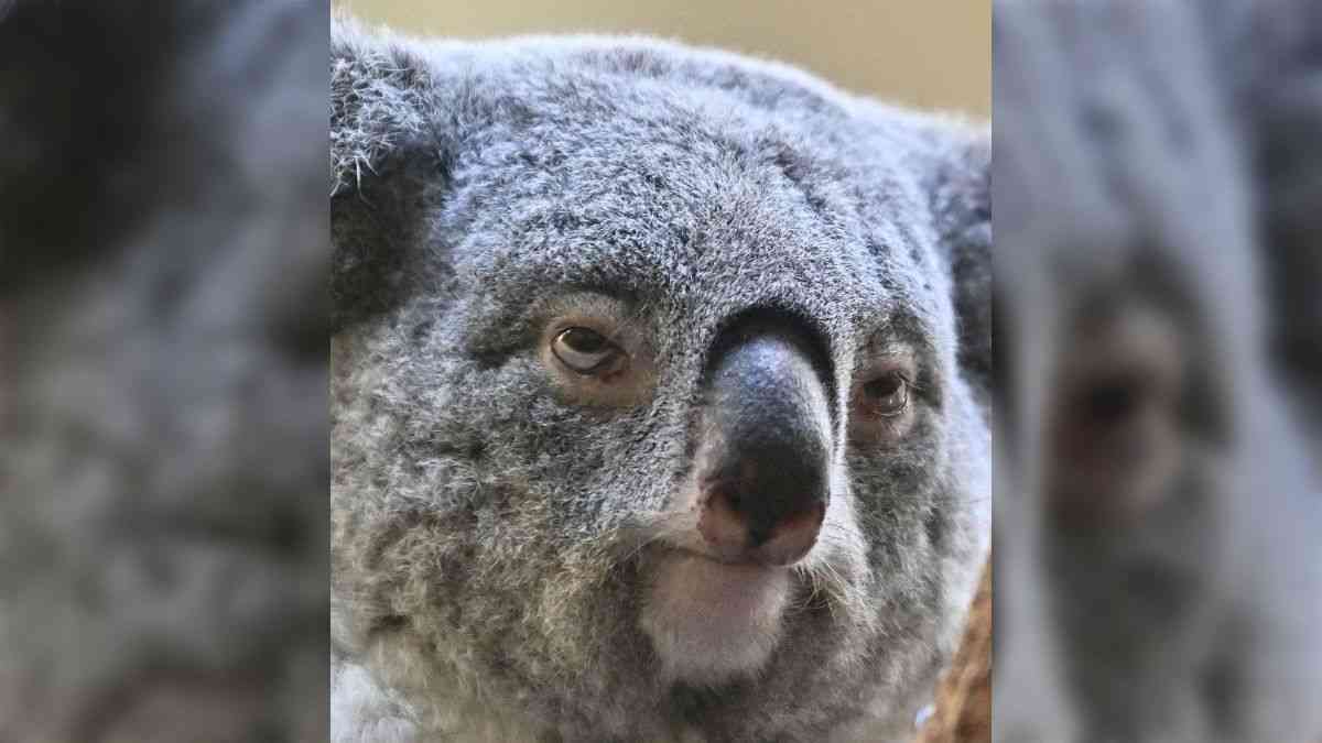 面白い顔の動物を貼るトピ