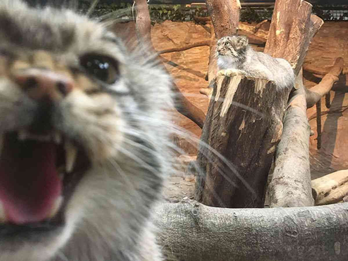 面白い顔の動物を貼るトピ