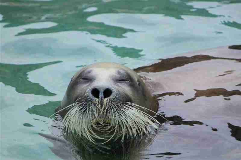 面白い顔の動物を貼るトピ