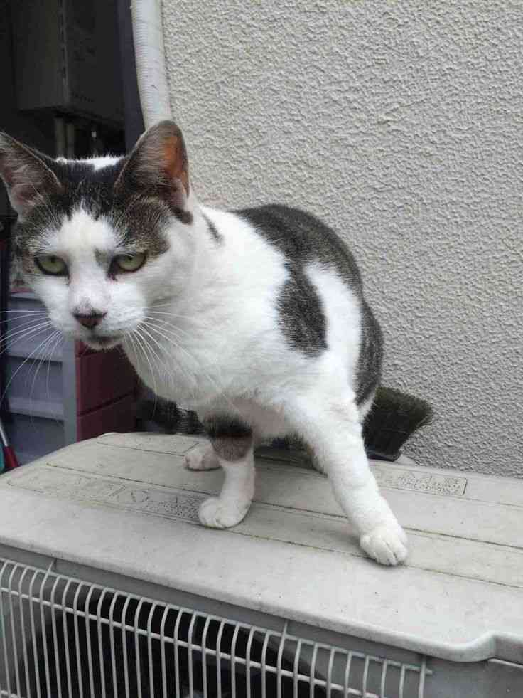 面白い顔の動物を貼るトピ