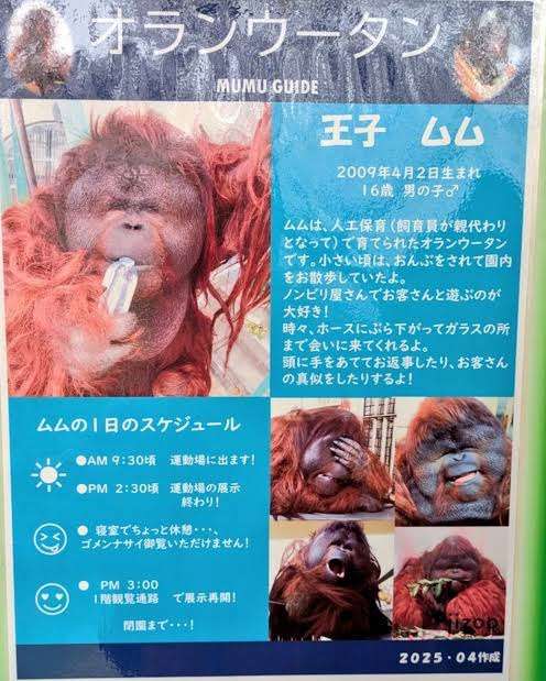 面白い顔の動物を貼るトピ