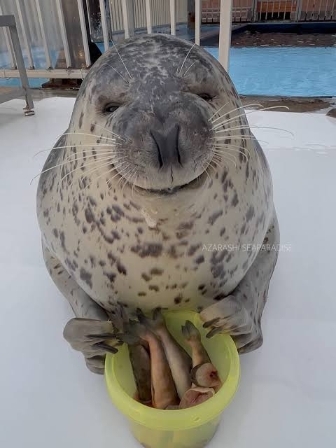 面白い顔の動物を貼るトピ