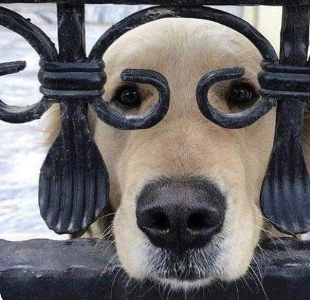 面白い顔の動物を貼るトピ