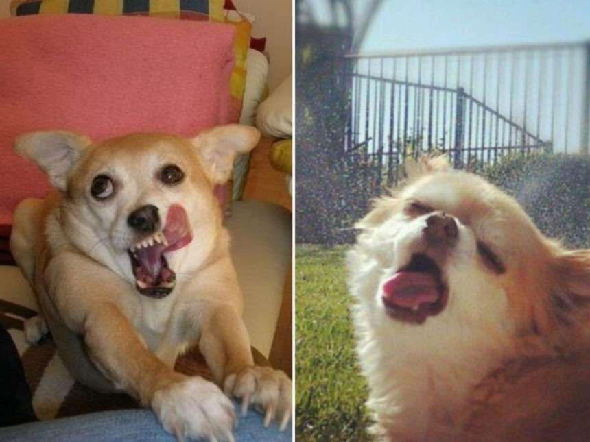 面白い顔の動物を貼るトピ