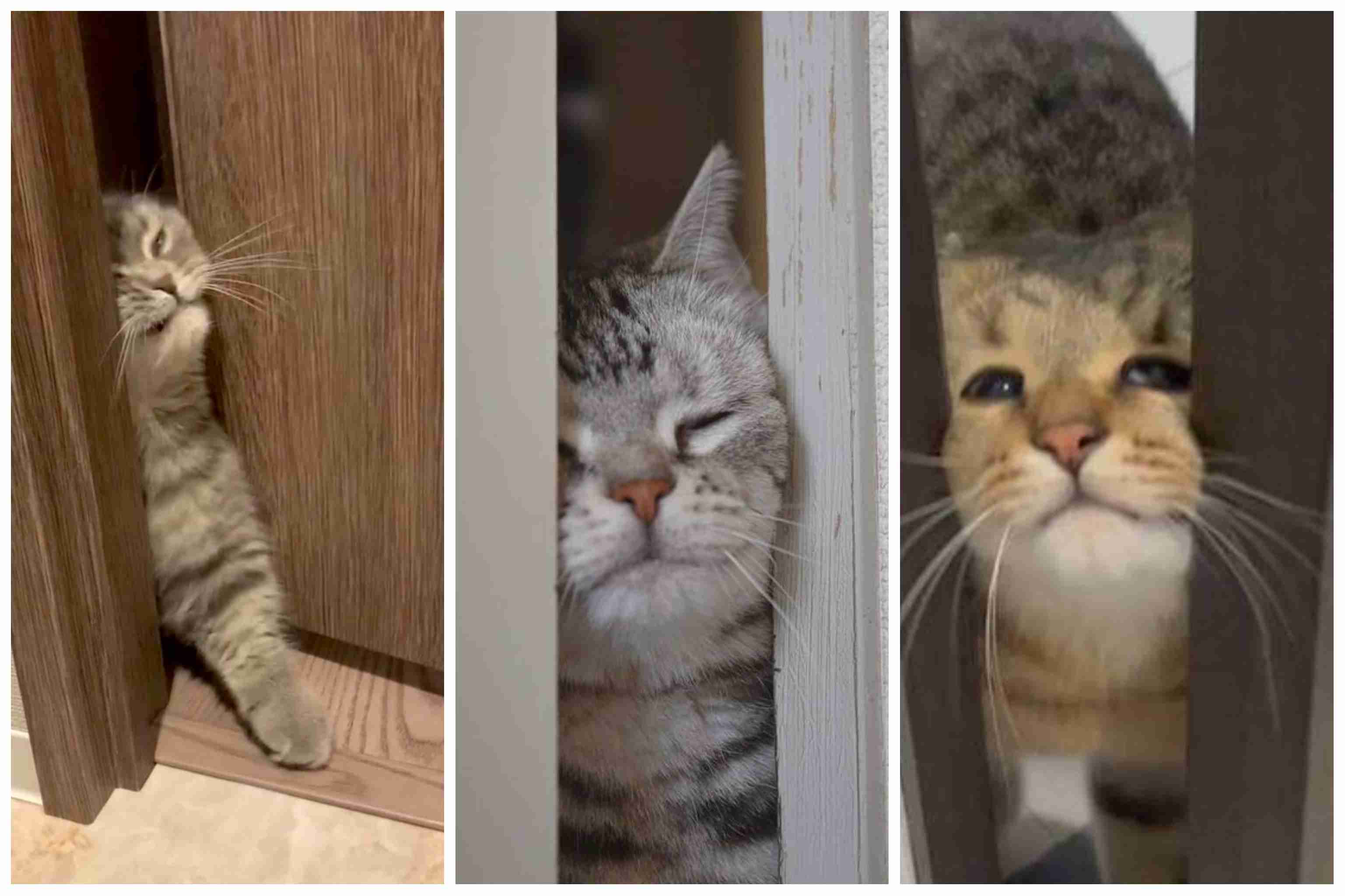 面白い顔の動物を貼るトピ