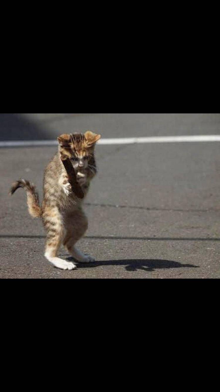 面白い顔の動物を貼るトピ