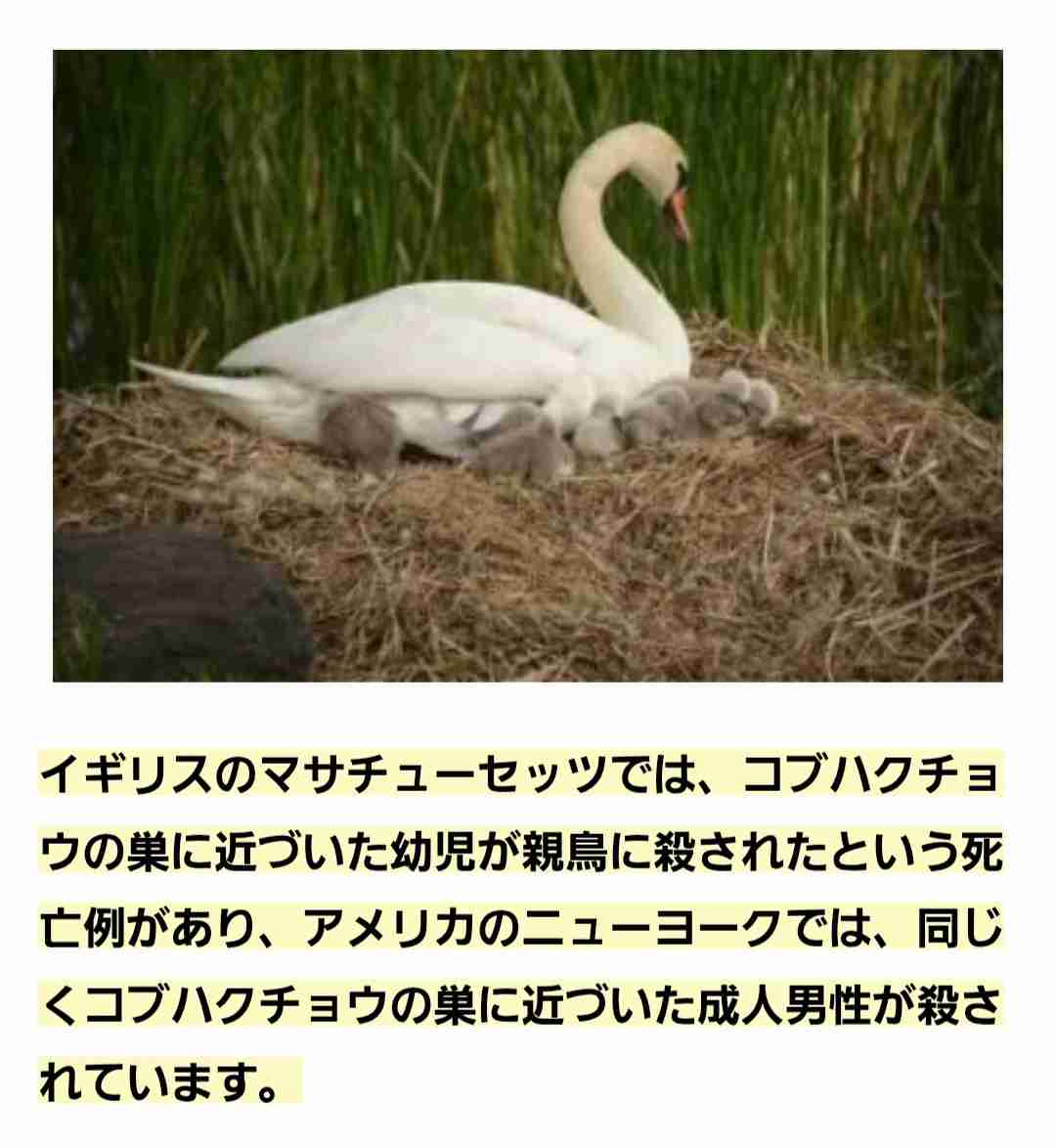面白い顔の動物を貼るトピ