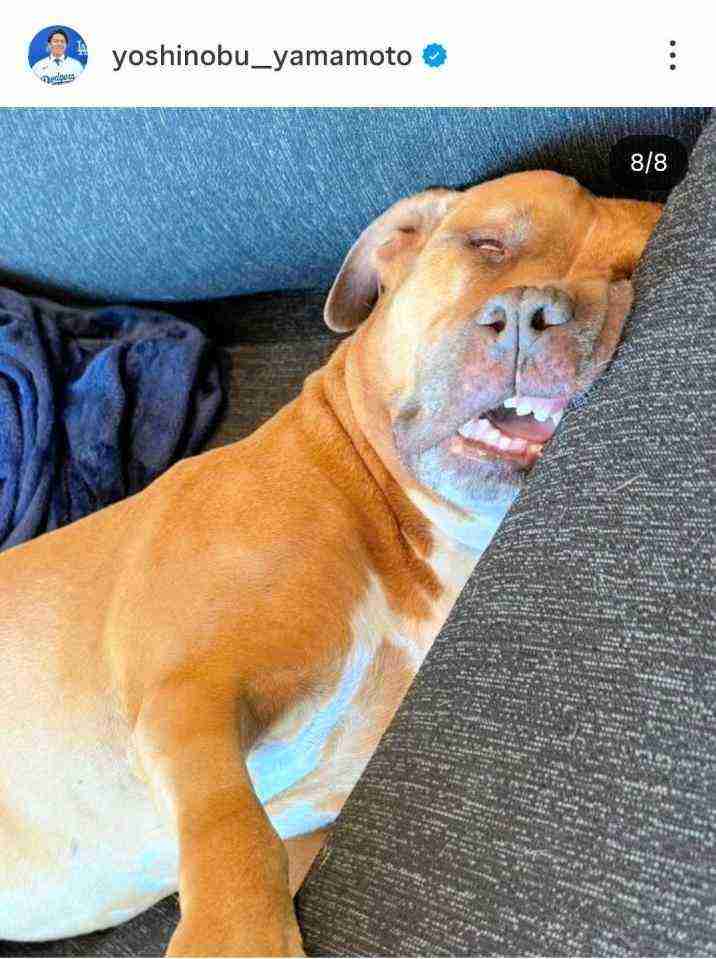 面白い顔の動物を貼るトピ