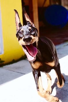 面白い顔の動物を貼るトピ