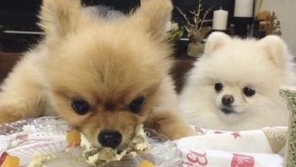 面白い顔の動物を貼るトピ