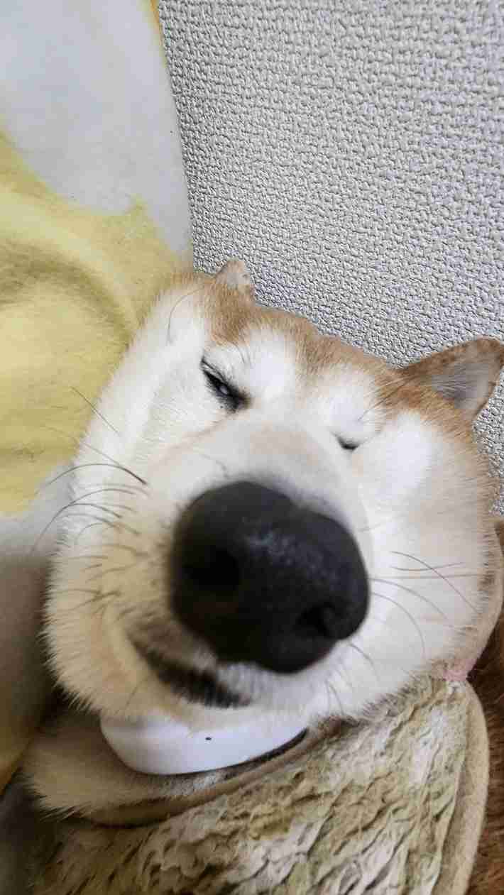 面白い顔の動物を貼るトピ