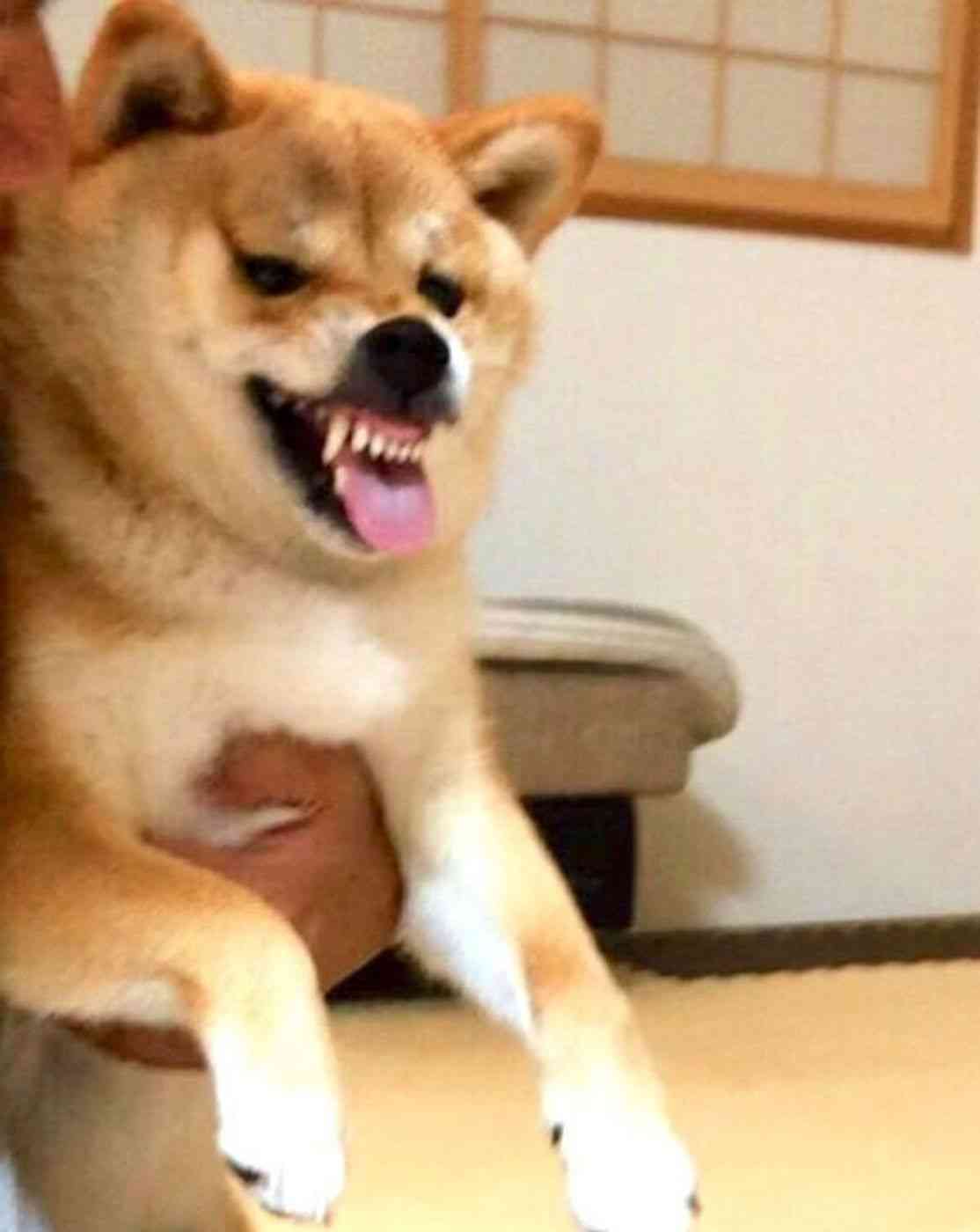 面白い顔の動物を貼るトピ