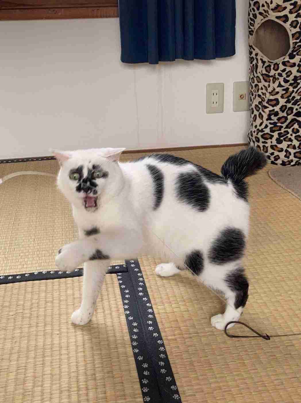 面白い顔の動物を貼るトピ