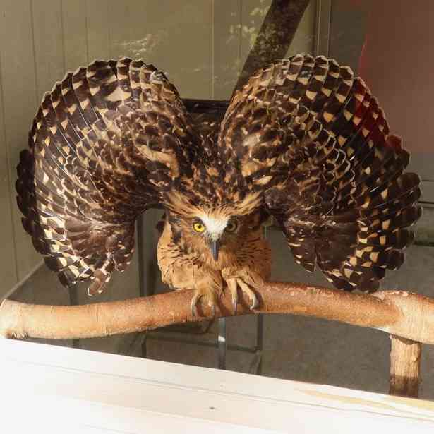 面白い顔の動物を貼るトピ