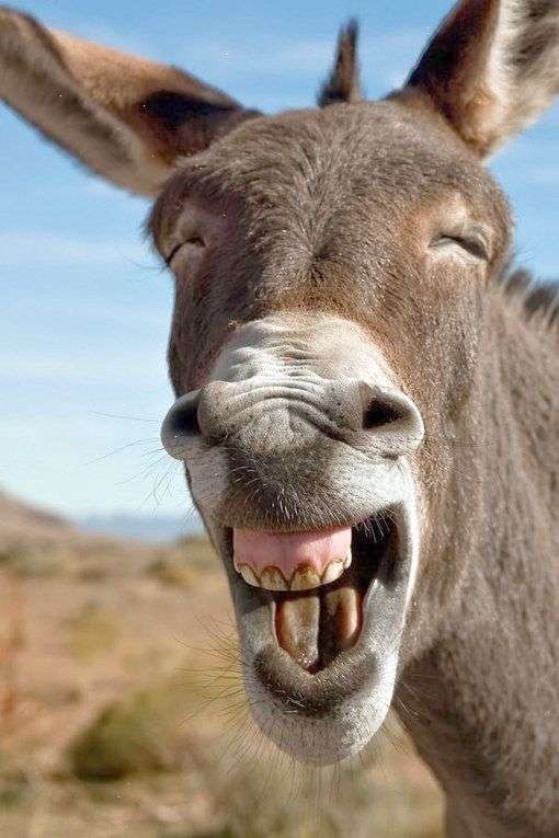 面白い顔の動物を貼るトピ