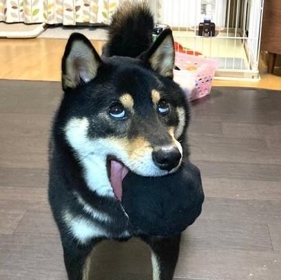 面白い顔の動物を貼るトピ