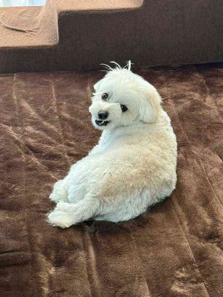 面白い顔の動物を貼るトピ