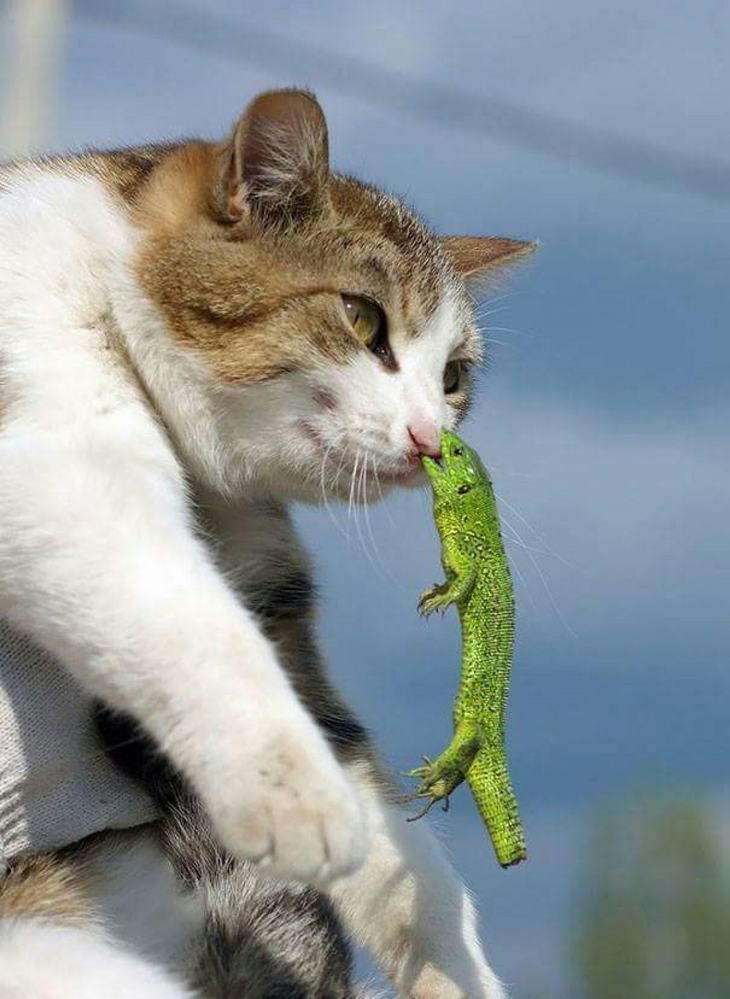 面白い顔の動物を貼るトピ