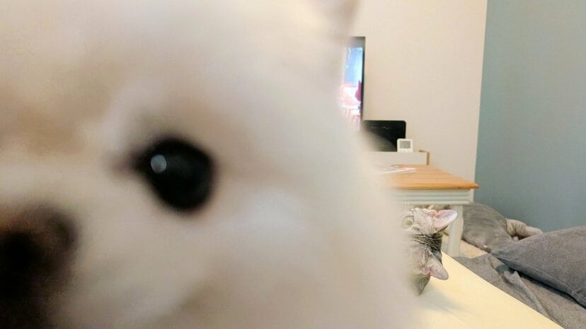 面白い顔の動物を貼るトピ