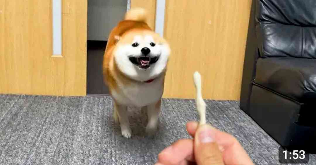 面白い顔の動物を貼るトピ