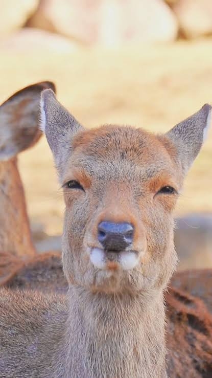 面白い顔の動物を貼るトピ
