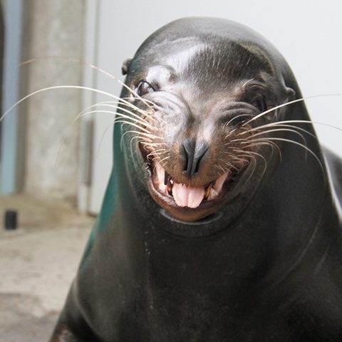 面白い顔の動物を貼るトピ