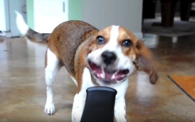 面白い顔の動物を貼るトピ