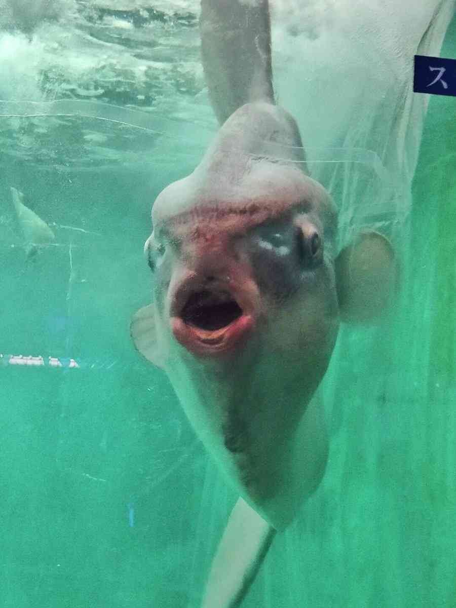 面白い顔の動物を貼るトピ