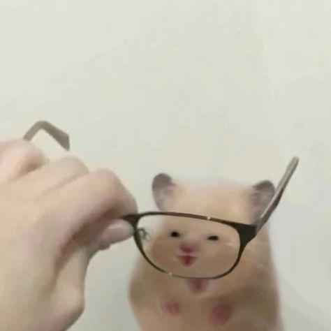 面白い顔の動物を貼るトピ