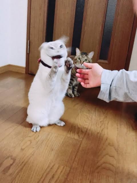 面白い顔の動物を貼るトピ