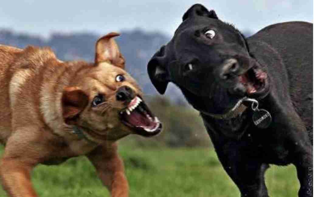 面白い顔の動物を貼るトピ